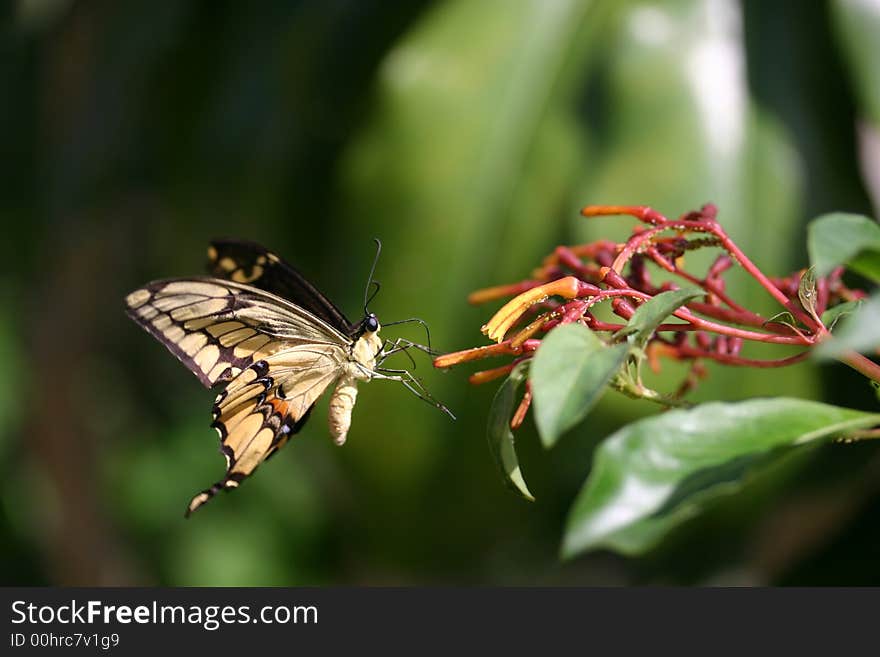 Butterfly Landing on Plant