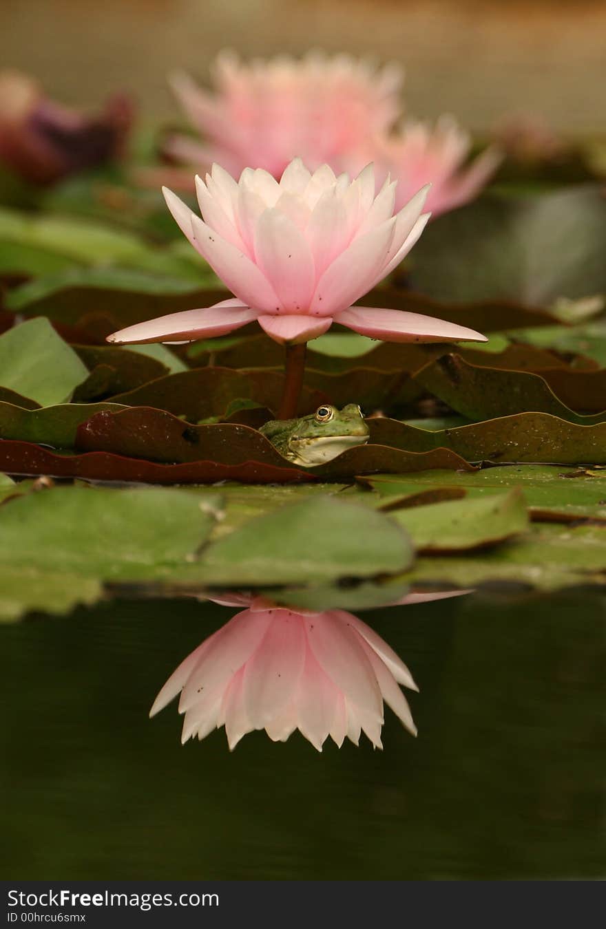 A frog sitting near some water lilies. A great place to await a princess who may have come to watch the water lilies.