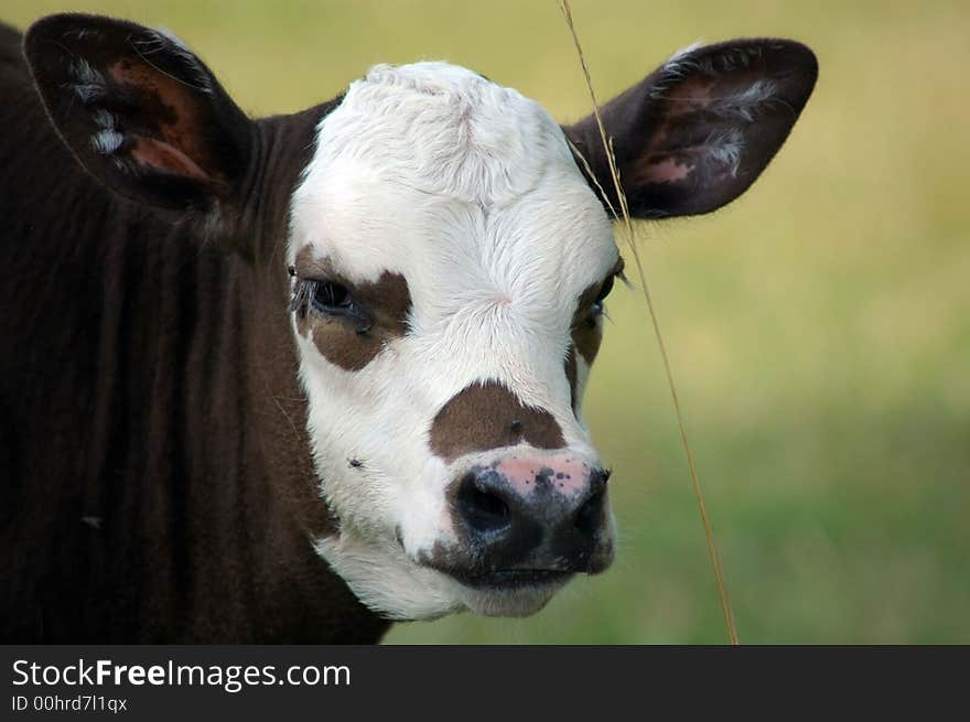 Calf close-up