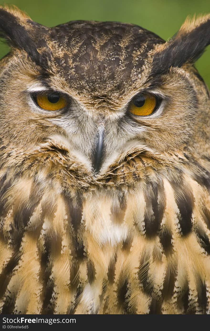 European Eagle Owl