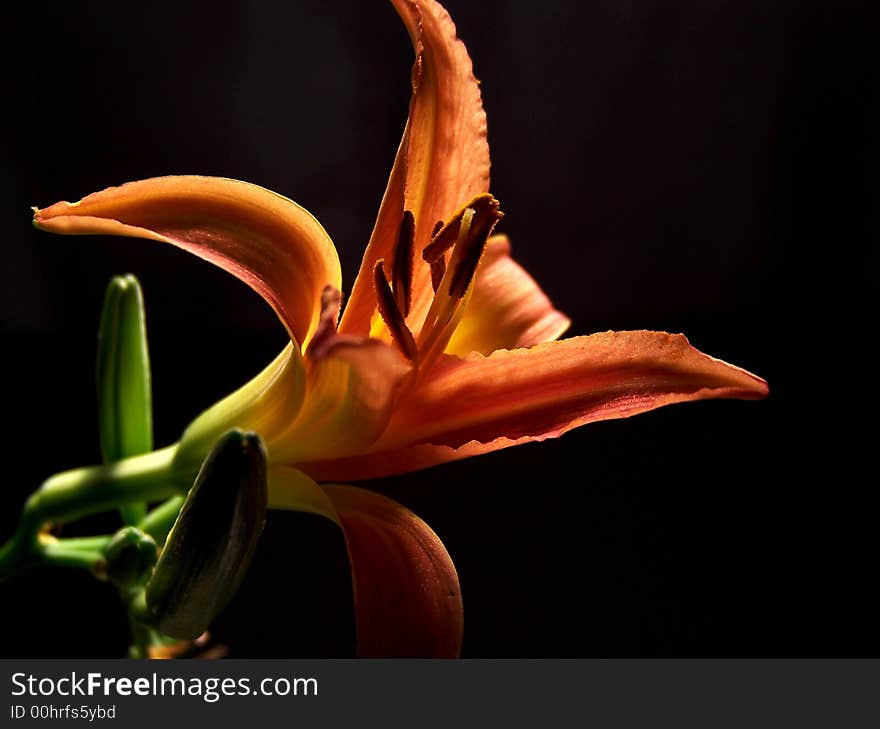 Day Lily Opening 1