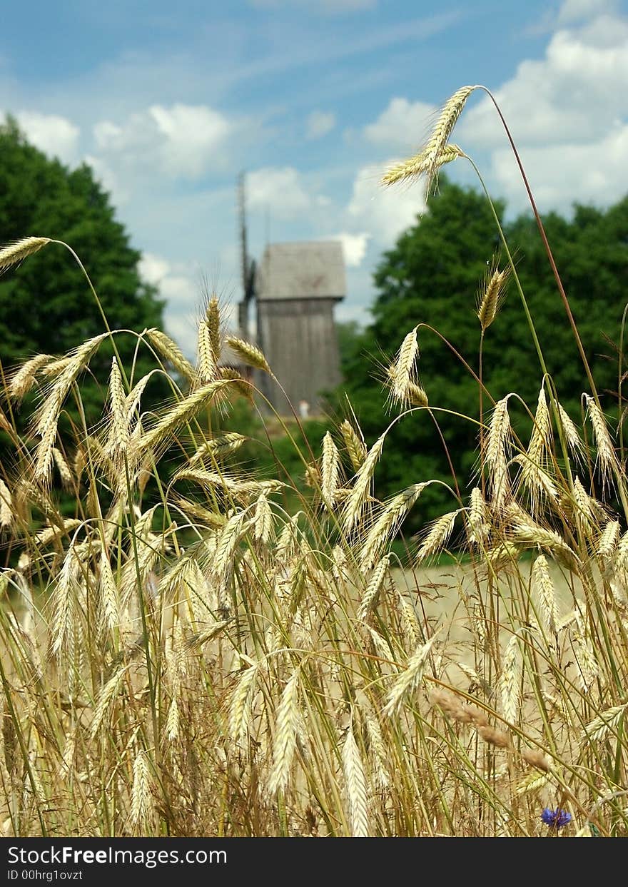 Field of wheat in summer and old windmill