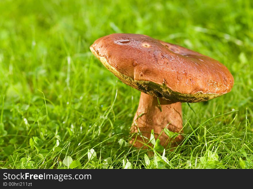 Big Mushroom On A Meadow