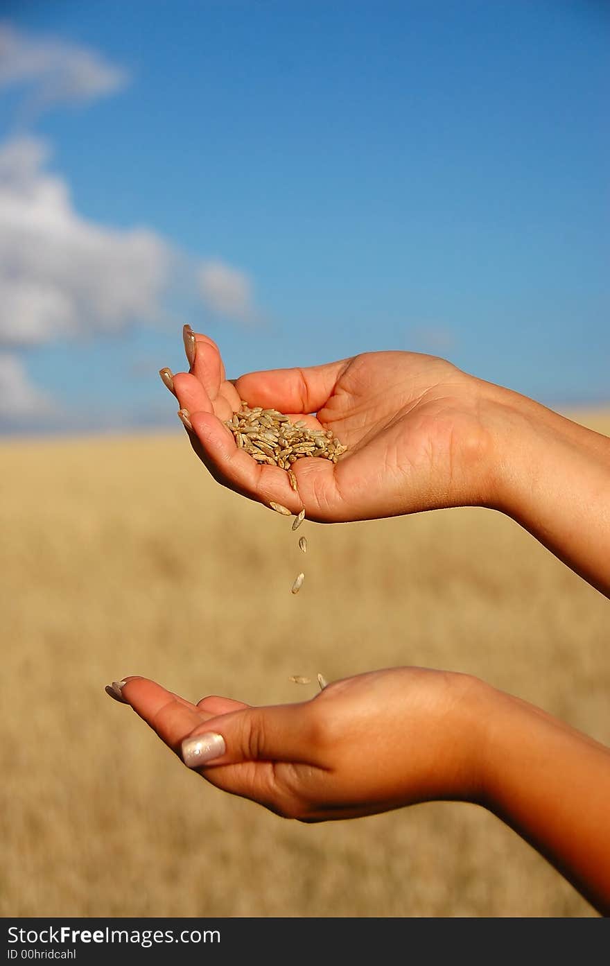 Wheat in the hands on the blue sky background. Wheat in the hands on the blue sky background