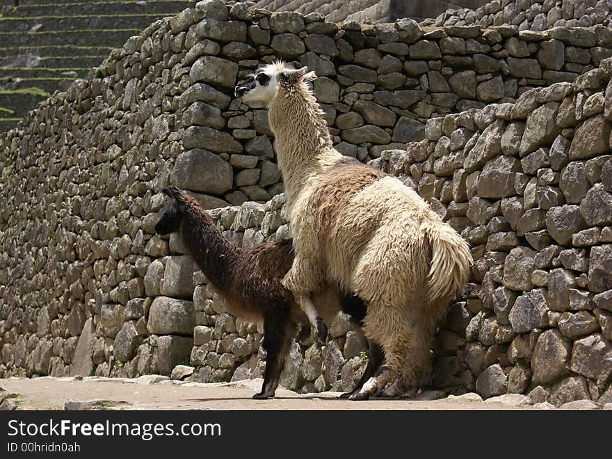 Lovemakers At Machu Pichu