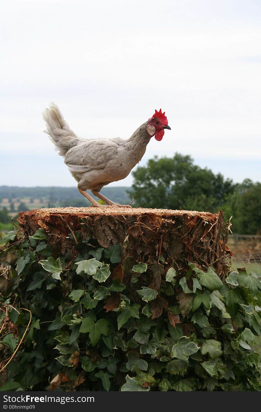 Chicken and seed.