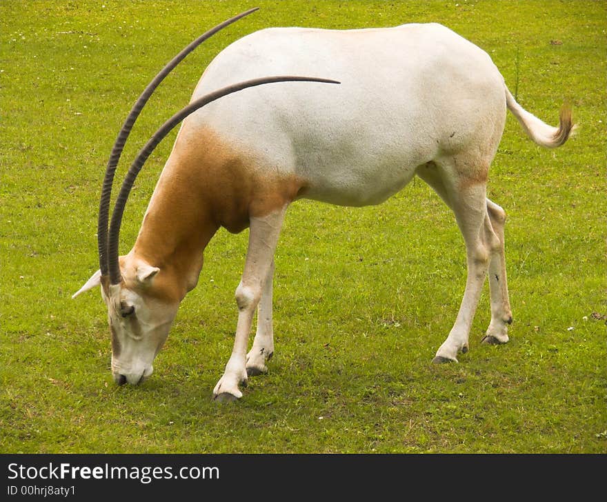 Oryx on a grassland (oryx dammah)