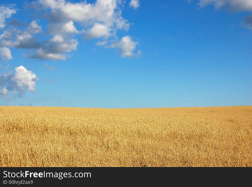 Wheat in the hands on the blue sky background. Wheat in the hands on the blue sky background