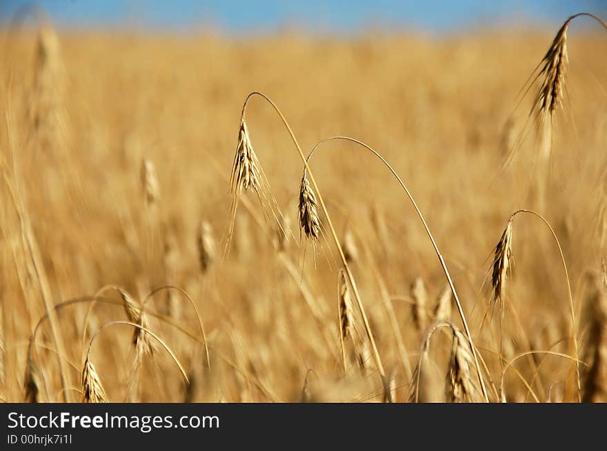 Wheat in the hands on the blue sky background. Wheat in the hands on the blue sky background