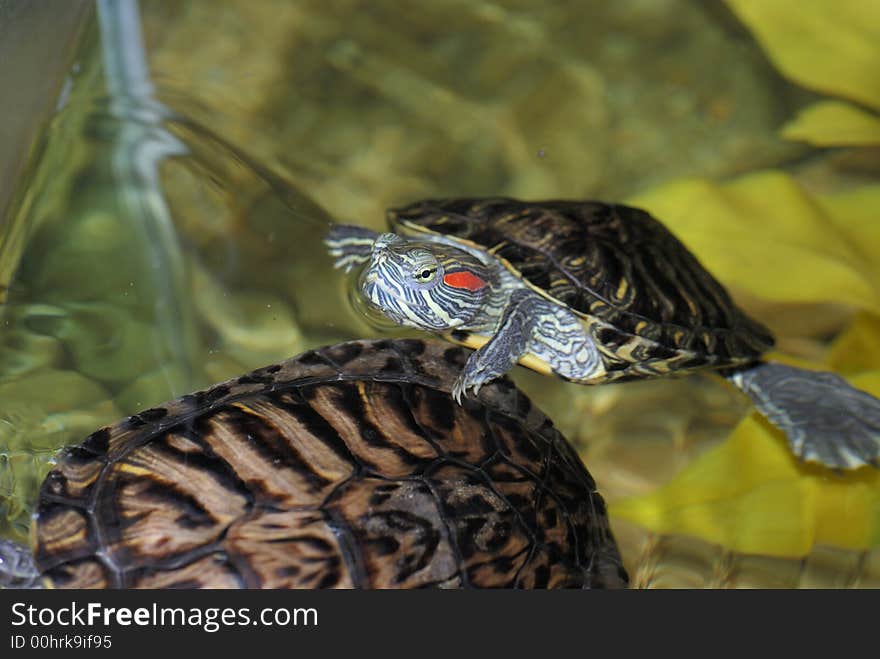 A red-eared turtle