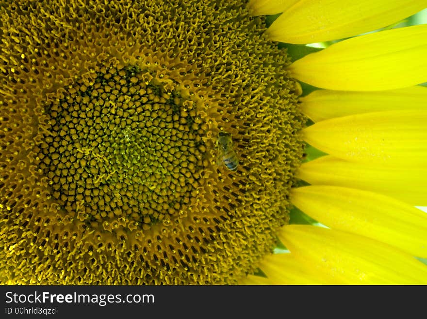 Sunflower and a bee