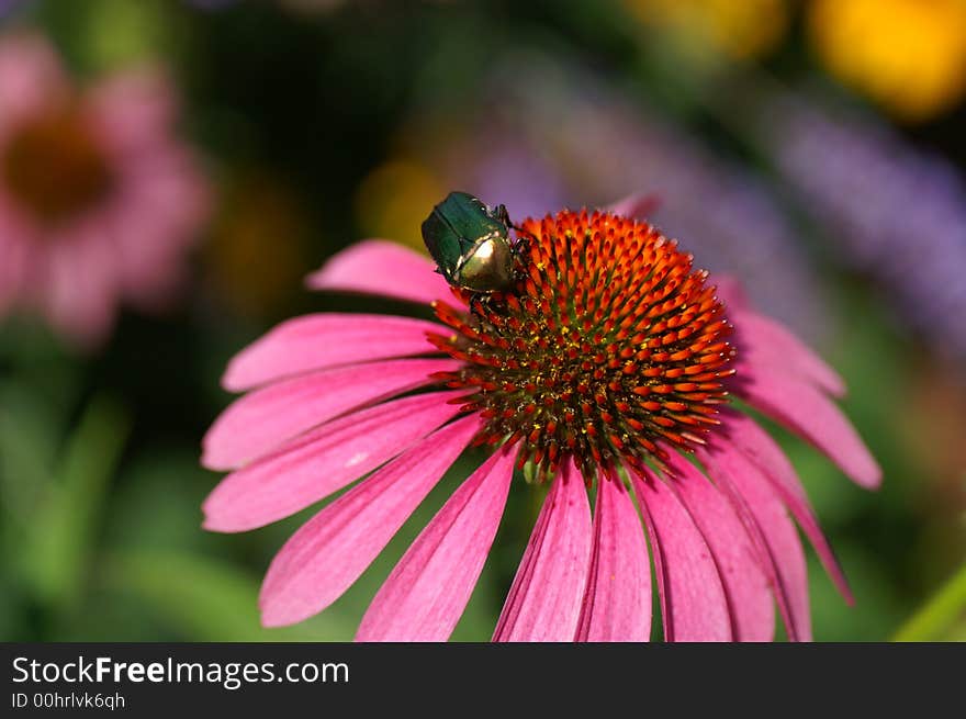 Coneflower with shiny beetle