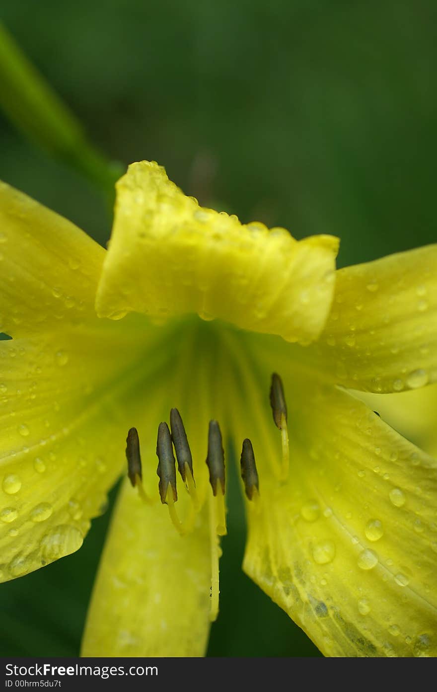 Daylily