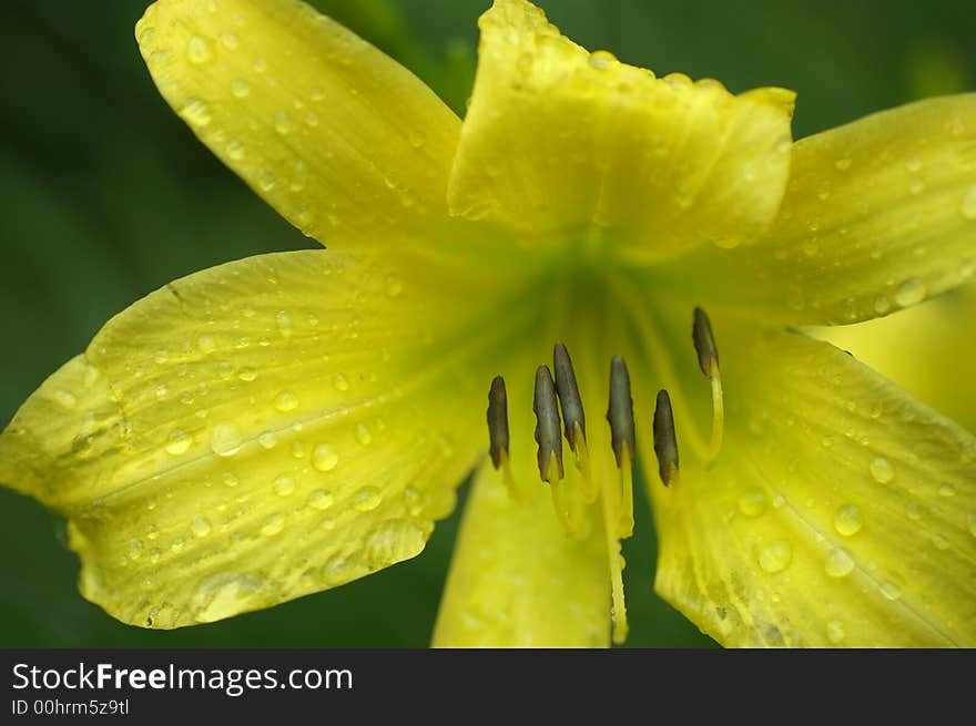 Day lily