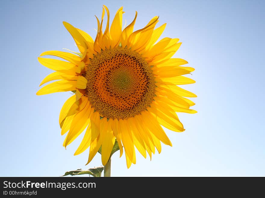 Shiny yellow sunflower