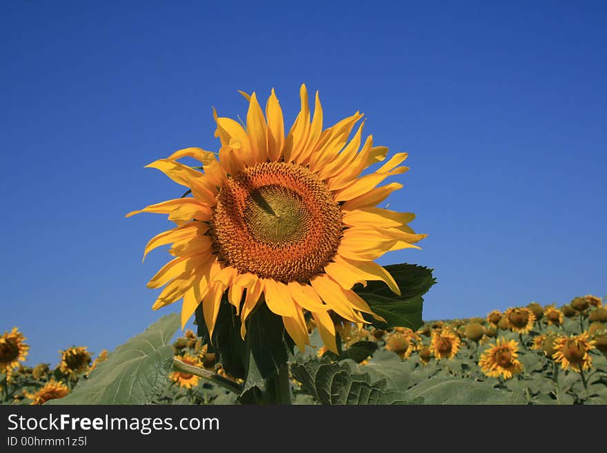 Sunflower field with calm blue sky background. Sunflower field with calm blue sky background