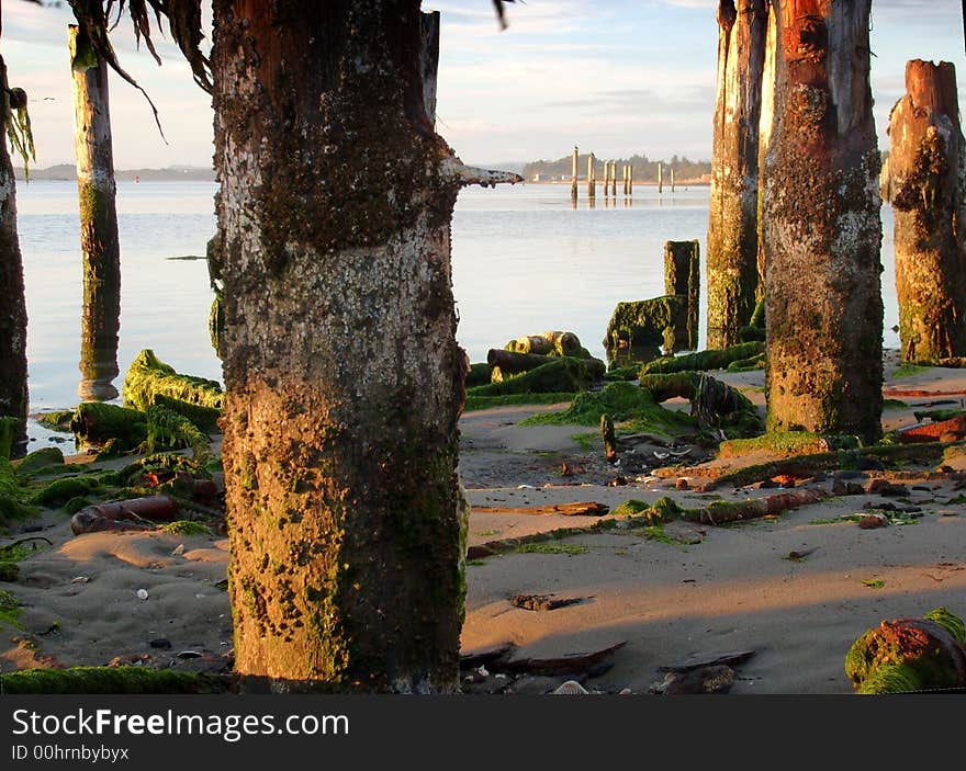 Barnacle covered pilings