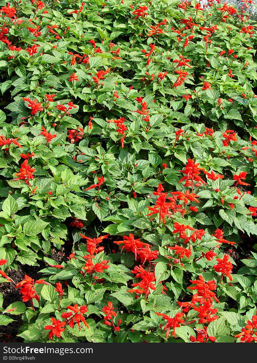 Flowerbed - red flowers and green leaves background