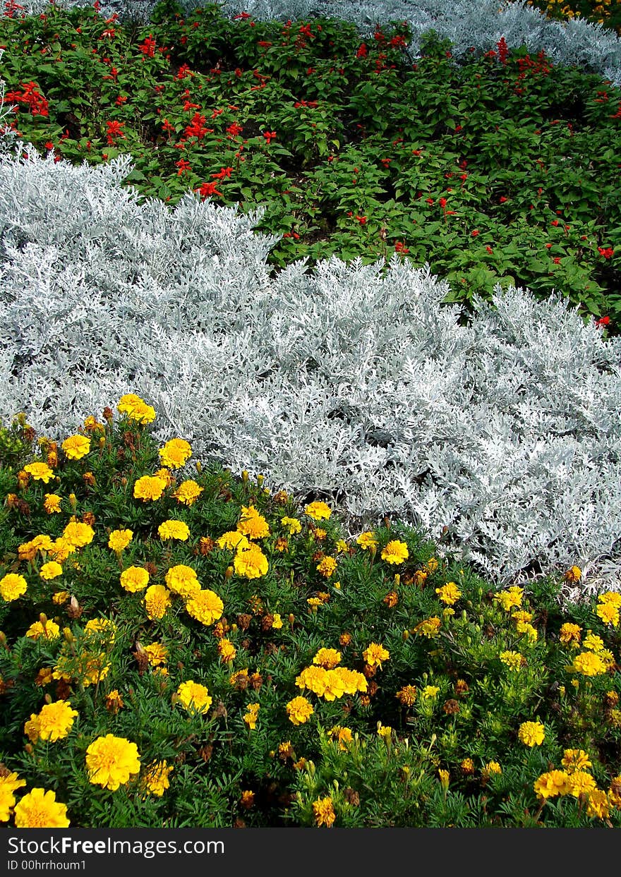 Flowerbed - red, white, yellow flowers