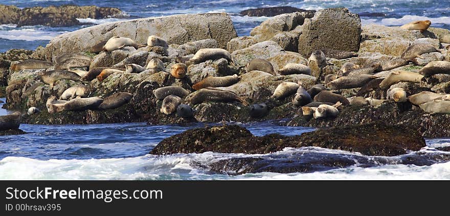 Harbor Seals