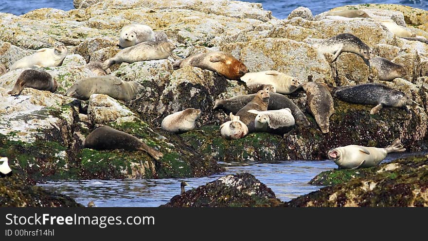 Harbor Seals