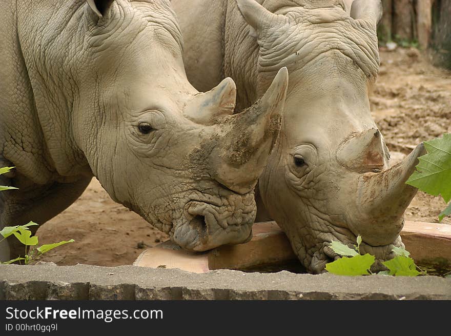 2 rhinosaurus drinking water together. 2 rhinosaurus drinking water together