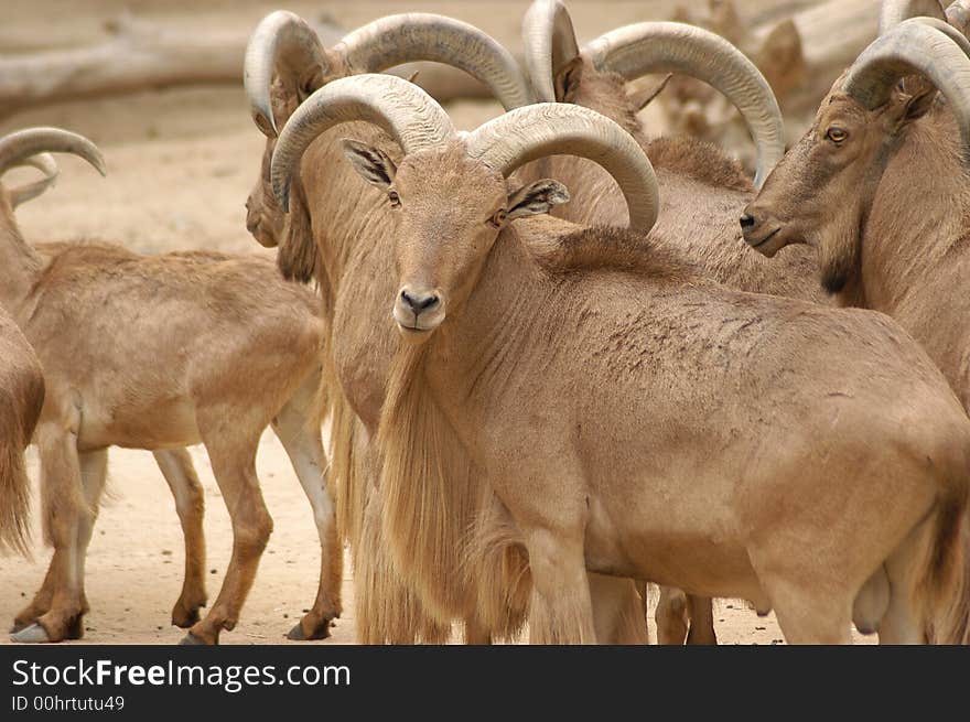 Rams in flock at korea zoo