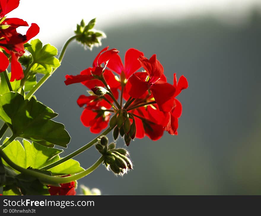 Red flower