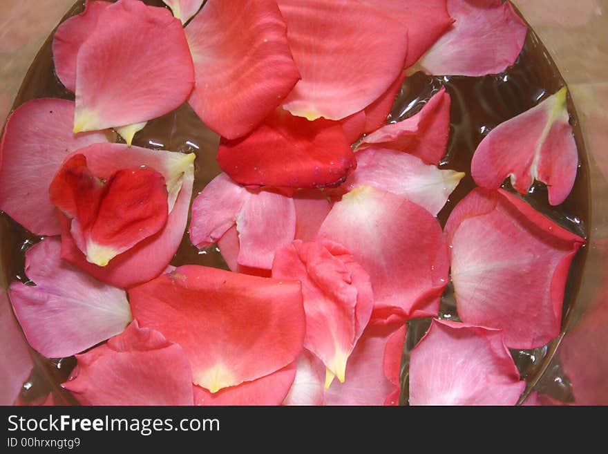 Red rose's petals in water. Red rose's petals in water