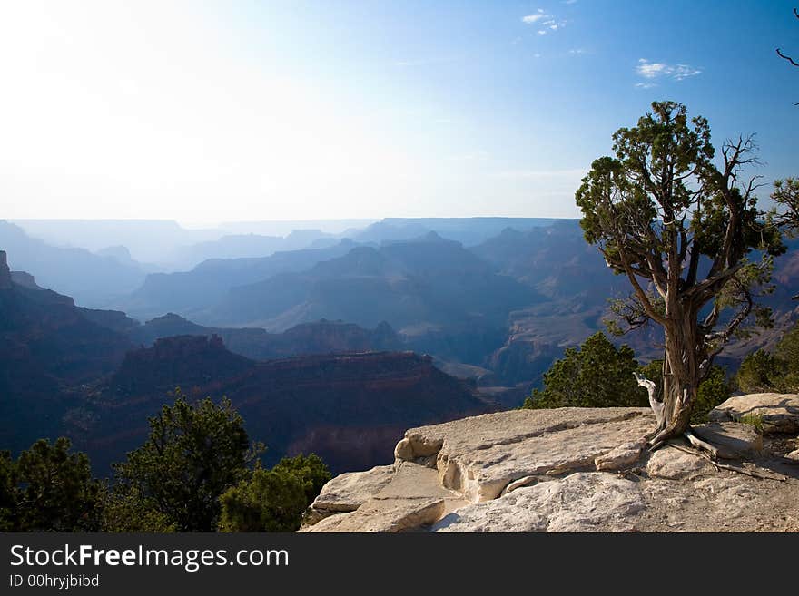 Late evening sun creating layered Silhouettes of the Grand Canyon with Cedar tree in foreground. Late evening sun creating layered Silhouettes of the Grand Canyon with Cedar tree in foreground