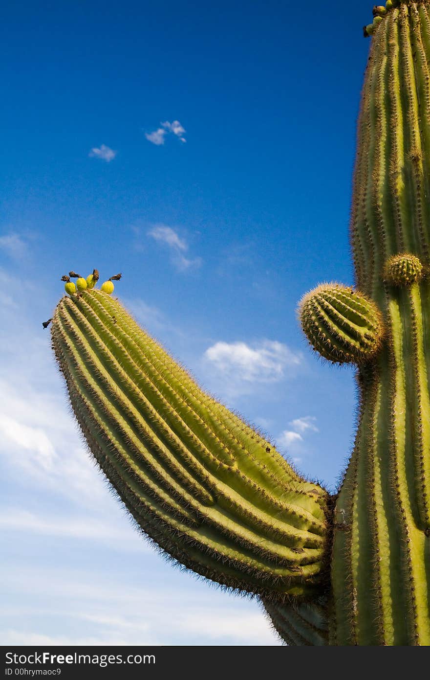 Suguaro Cactus evening sun