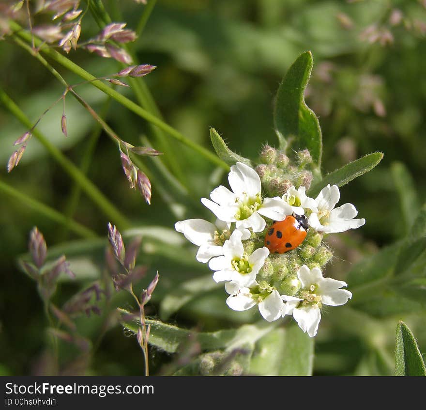 Flower and ladybird