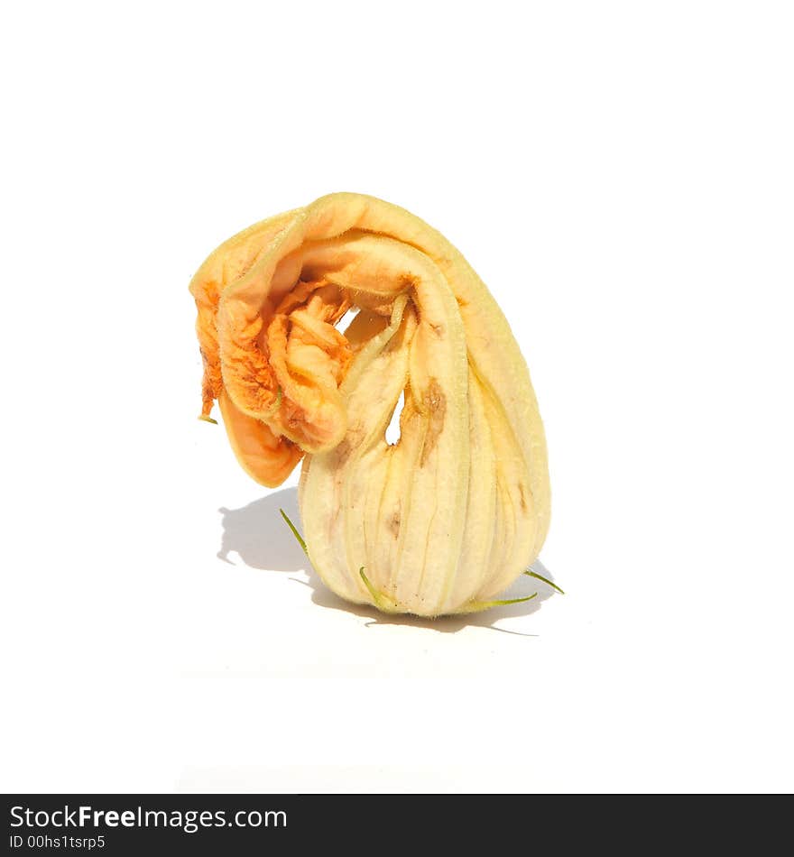 The eatable flower of a Zucchini/Couchette vegetable isolated on white. The eatable flower of a Zucchini/Couchette vegetable isolated on white.