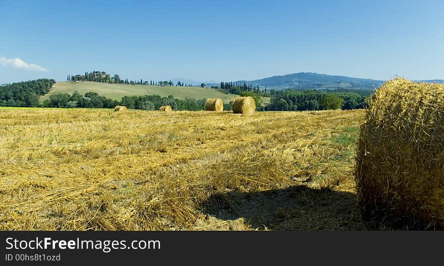 Harvest Fields With Straw in t