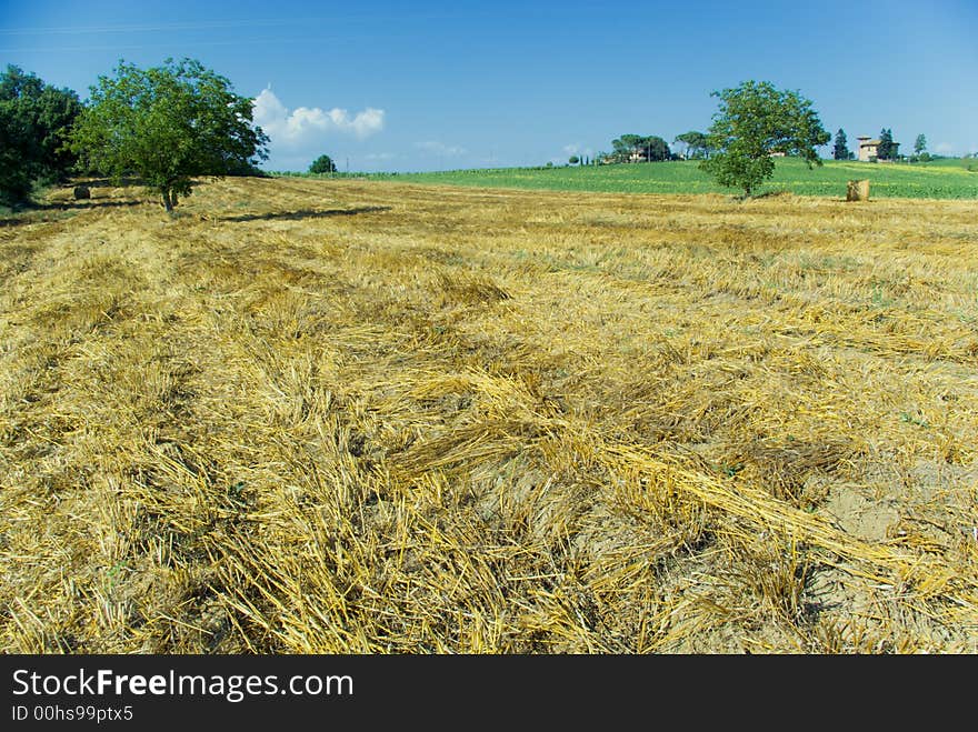 Harvest Fields With Straw in t