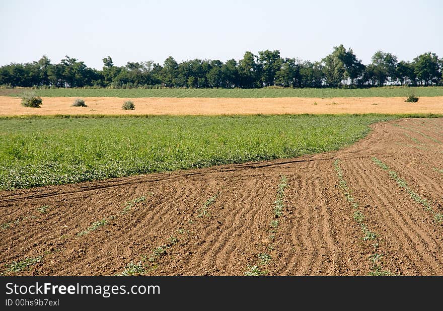 Summer field