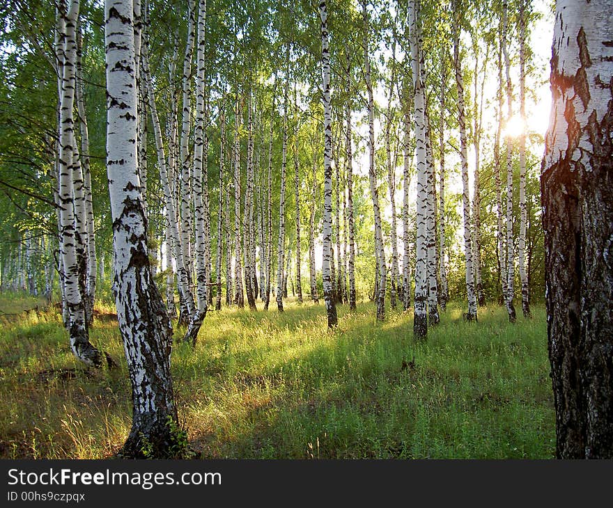 Sunlight in the forest summer