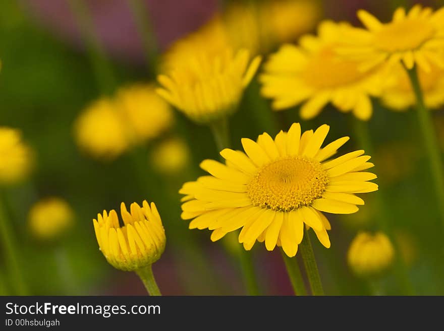 Yellow chamomile flower