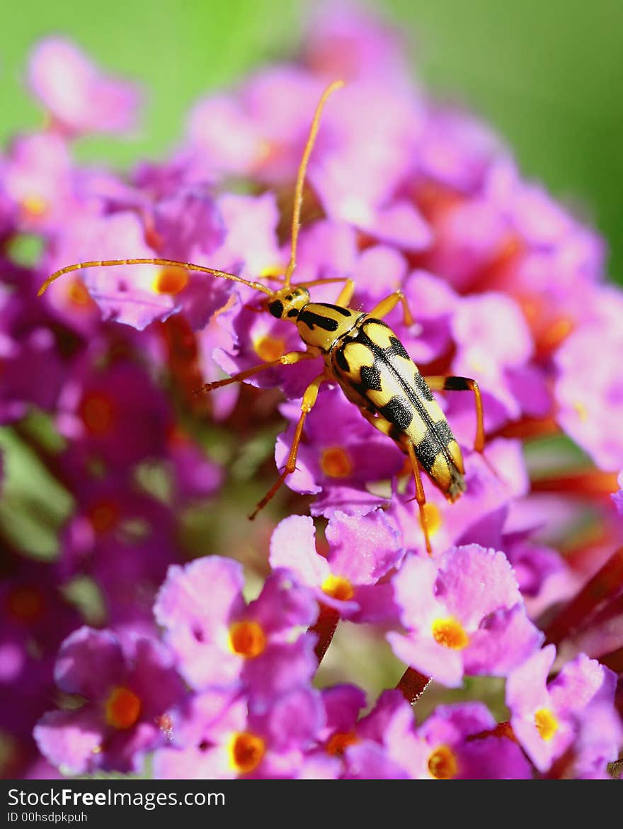 Yellow Bug