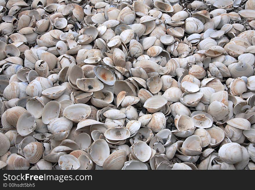 Empty broken shells beached on shore as result of storms. Empty broken shells beached on shore as result of storms