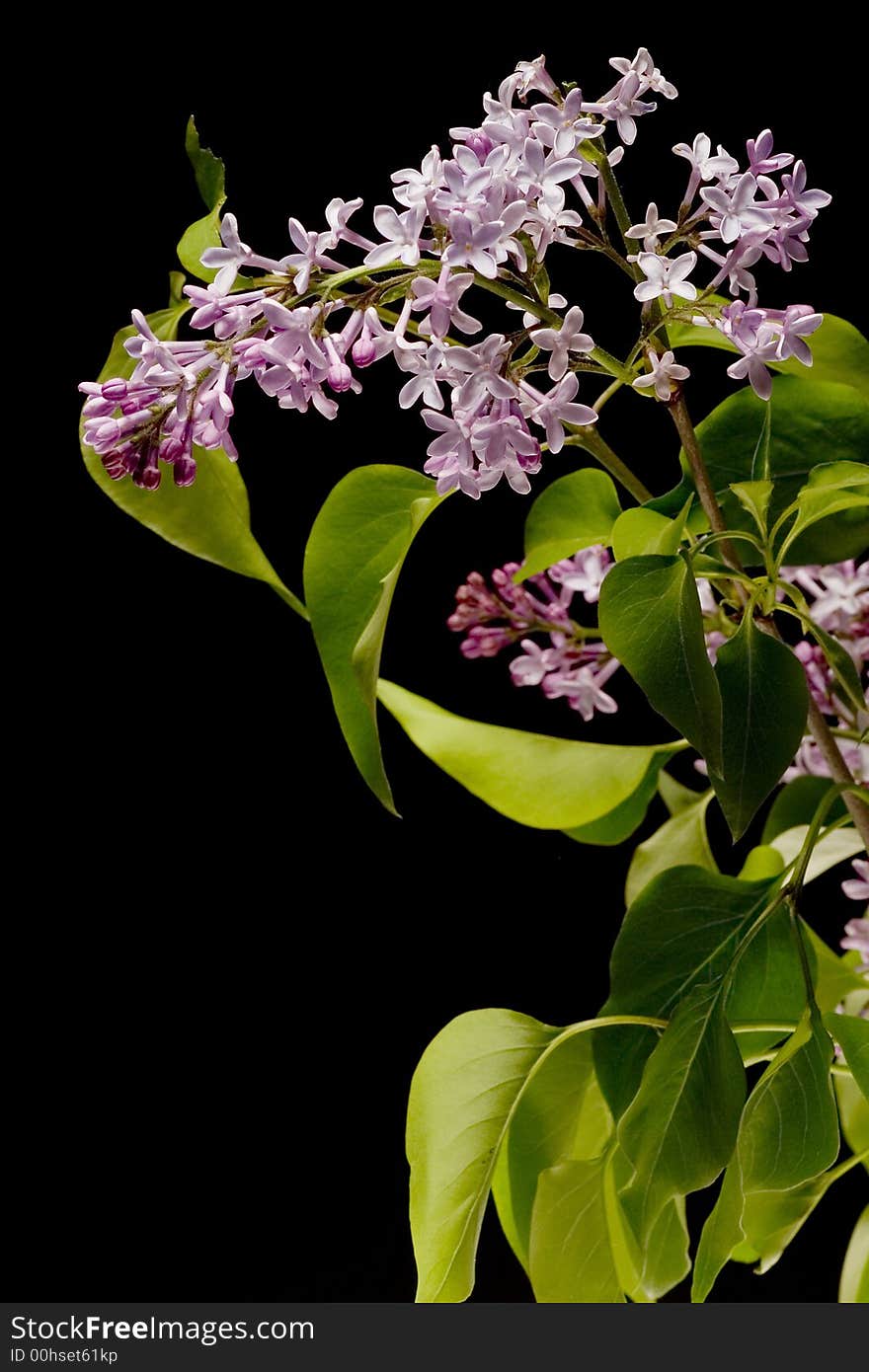 Bush of lilac on black