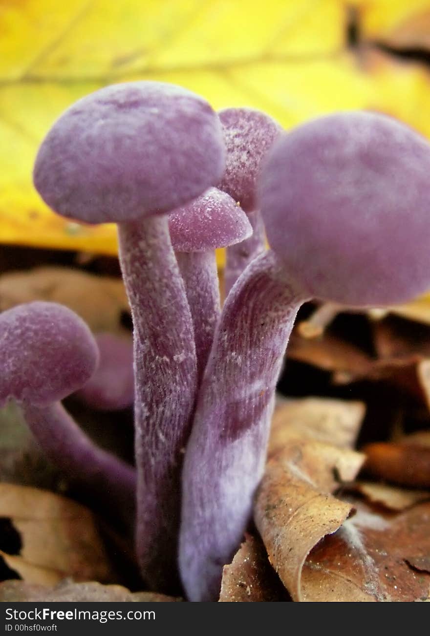 Purple Mushroom