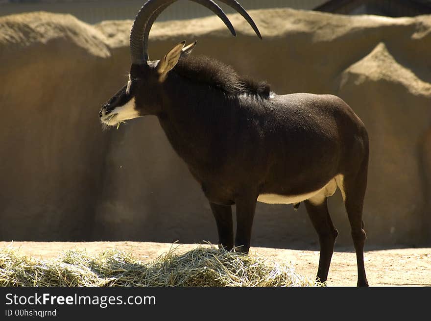 A buck black portrait with collar grazing. A buck black portrait with collar grazing