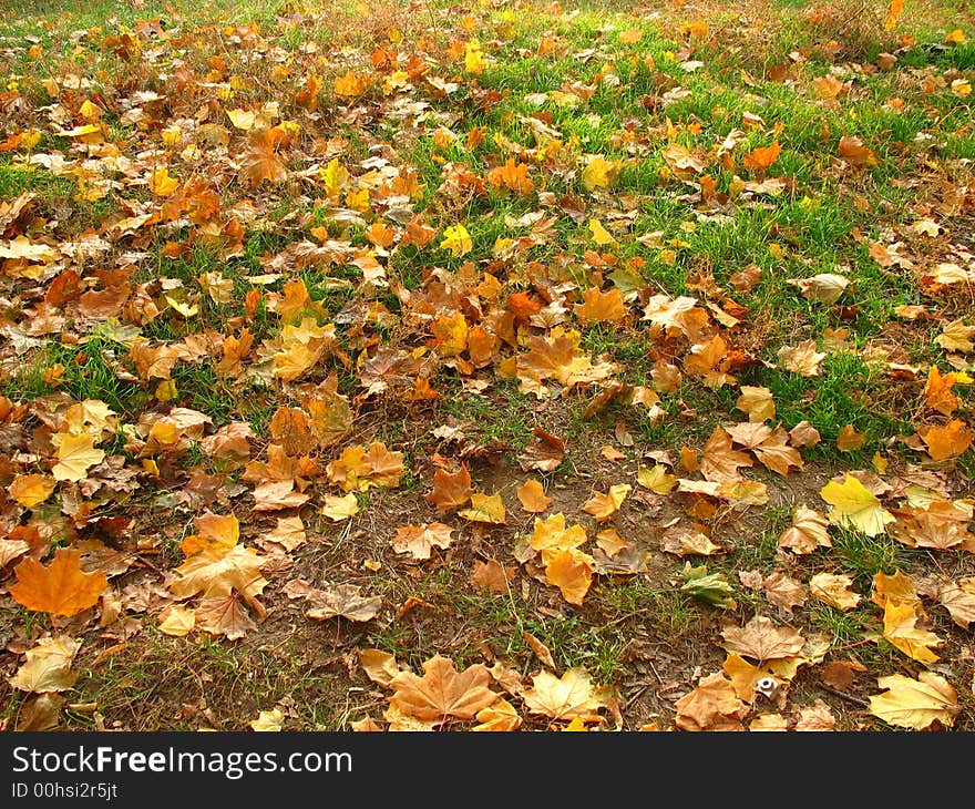 The autumn foliage, leaf fall,