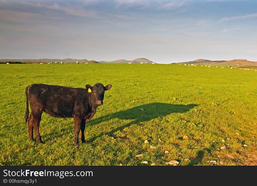 Welsh Countryside