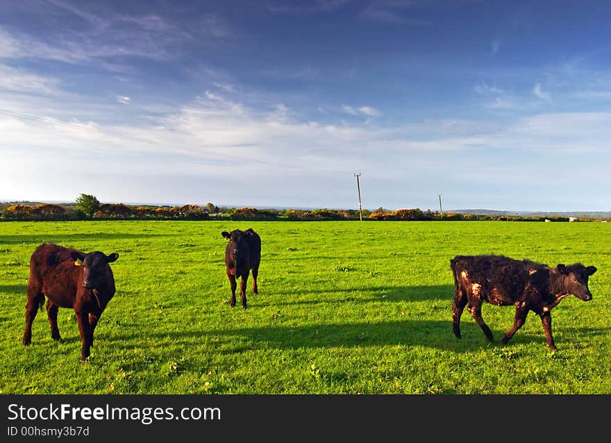 Cows with shadows in Welsh Countryside