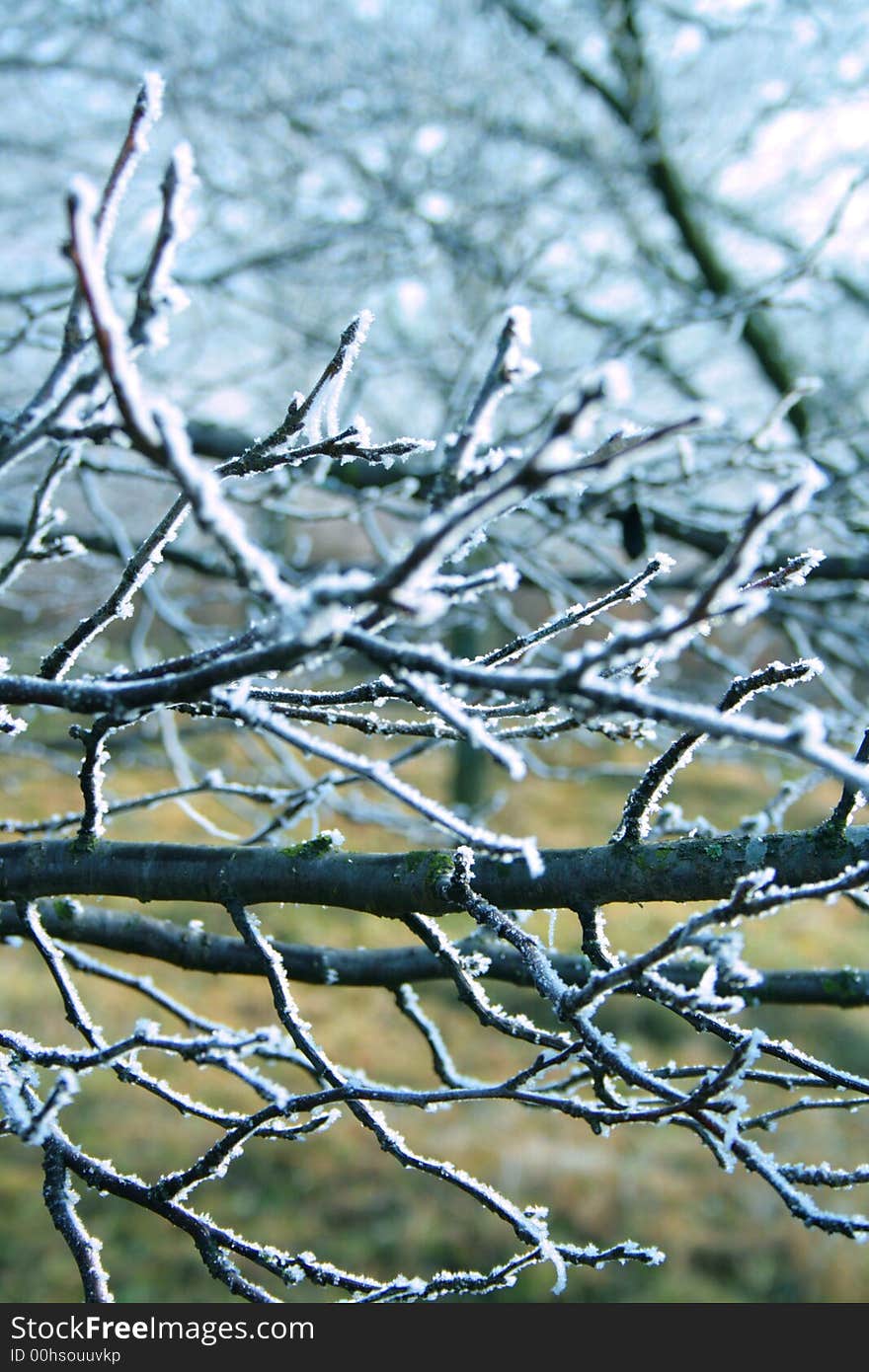 Frosty branches