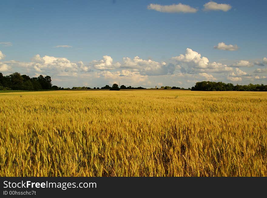 Golden wheat ready for harvest