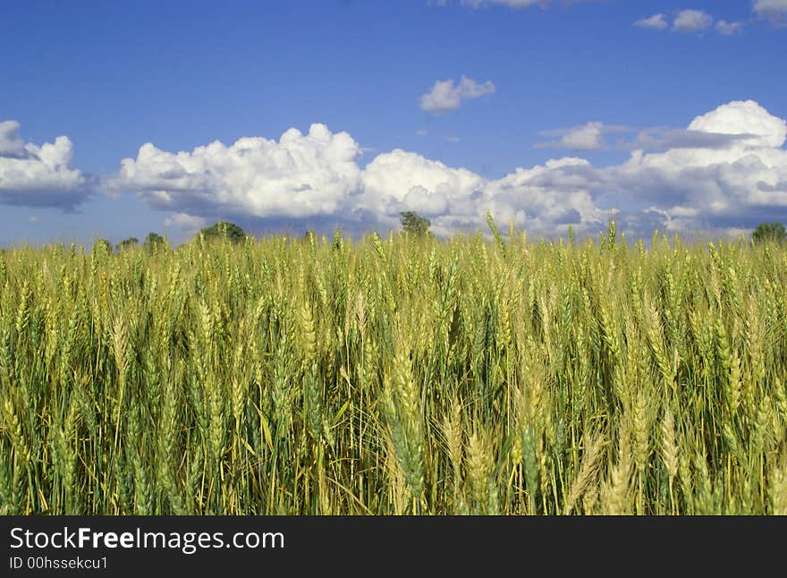 Green wheat against blue sky