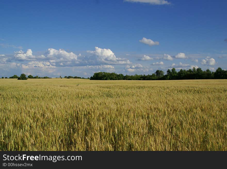 Golden wheat ready for harvest